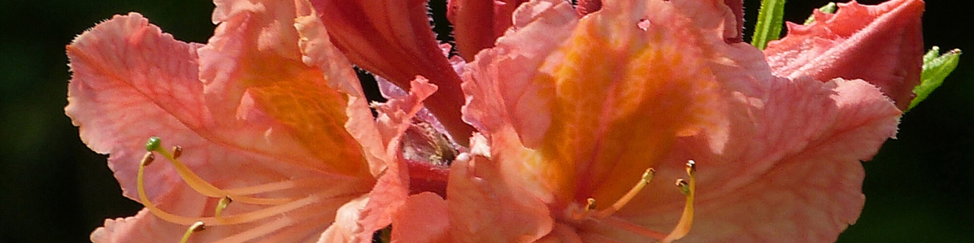 AZ Azalea