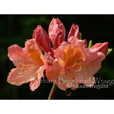 AZ Azalea