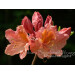 AZ Azalea