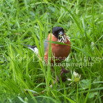 B1 Bull finch w Dandelion