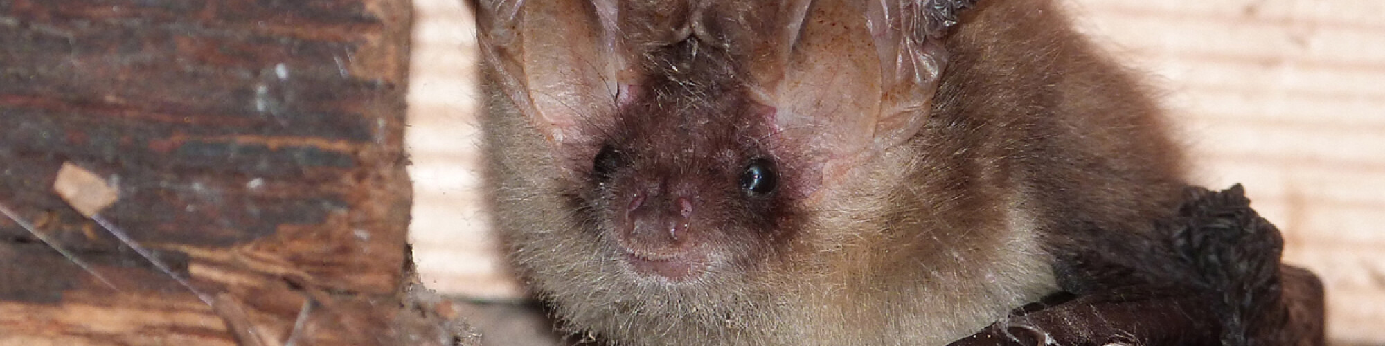 BA Long eared bat