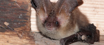 BA Long eared bat