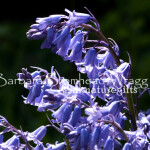BLB Bluebell