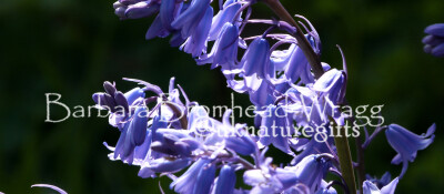 BLB Bluebell