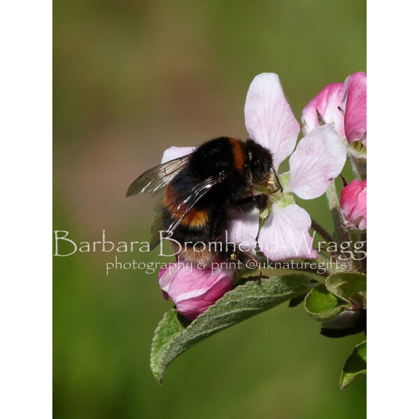 Buff tail queen apple blossom AB