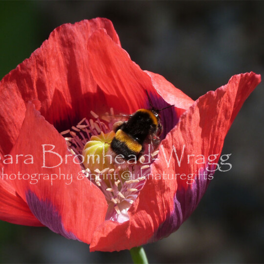 Red poppy bee buff tail maybe RPB