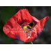 Red poppy bee buff tail maybe RPB