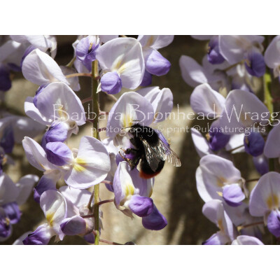 Red tailed queen Wisteria RTQ