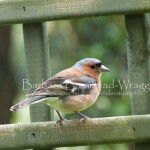 Chaffinch male CHM