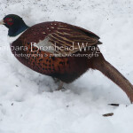 Pheasant in snow 2 PSN2