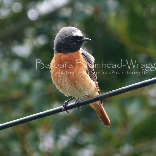 Redstart male RST