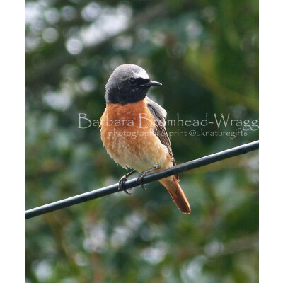 Redstart male RST