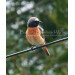 Redstart male RST