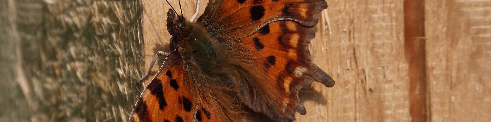 C2 Comma