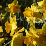 DB daffs bright