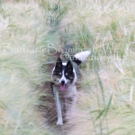 DDA Dog days of august