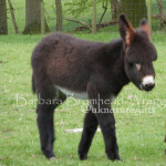 DF donkey foal