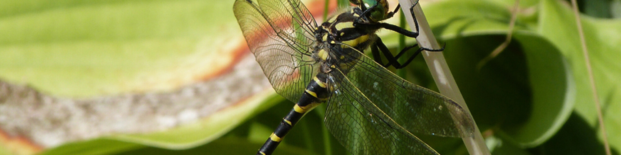 DRG gold banded dragonfly