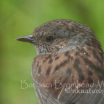 DU dunnock juvenile