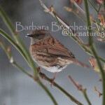 DWP Dunnock Winter perch