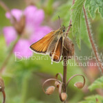 ESK essex skipper