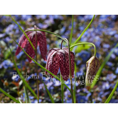 FB Fritillary Blue