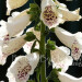 FG foxglove