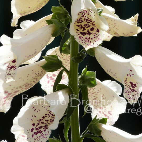FG foxglove
