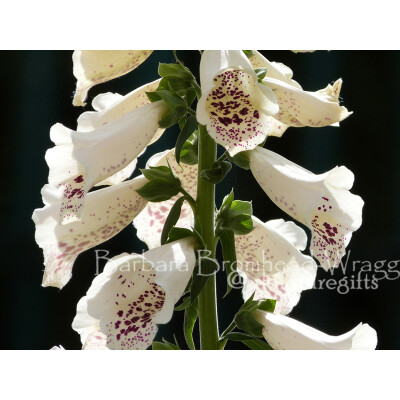 FG foxglove
