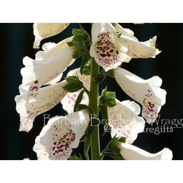 FG foxglove