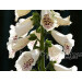 FG foxglove