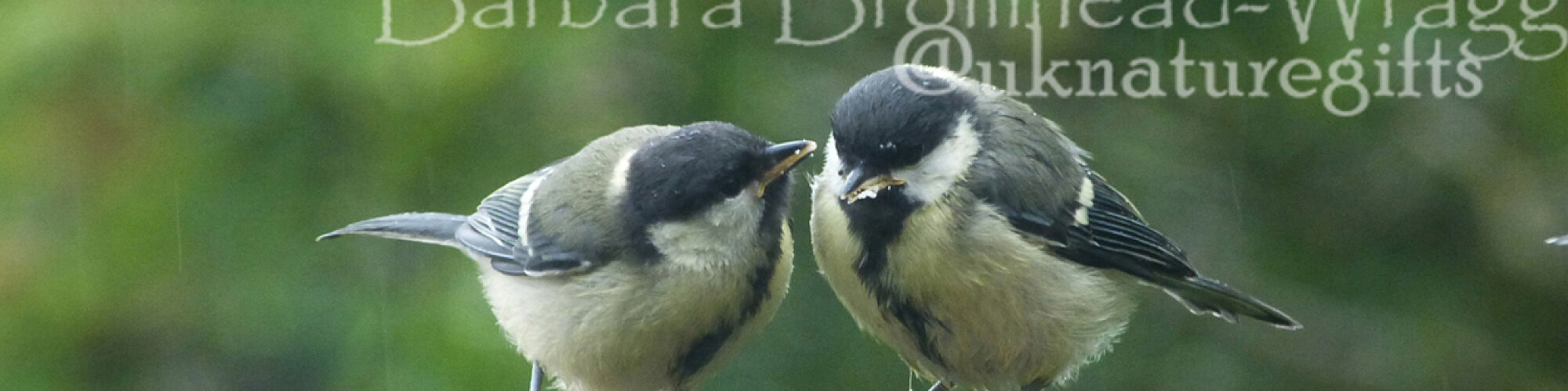 GTT great tit twins