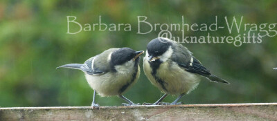 GTT great tit twins