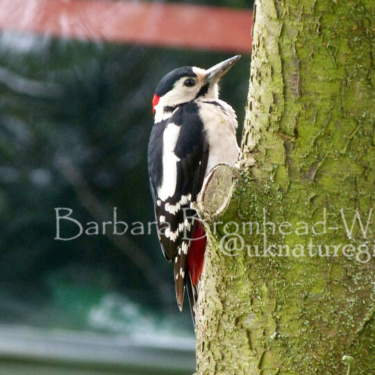 OTO Woodpecker juv original
