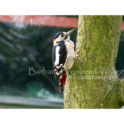 OTO Woodpecker juv original