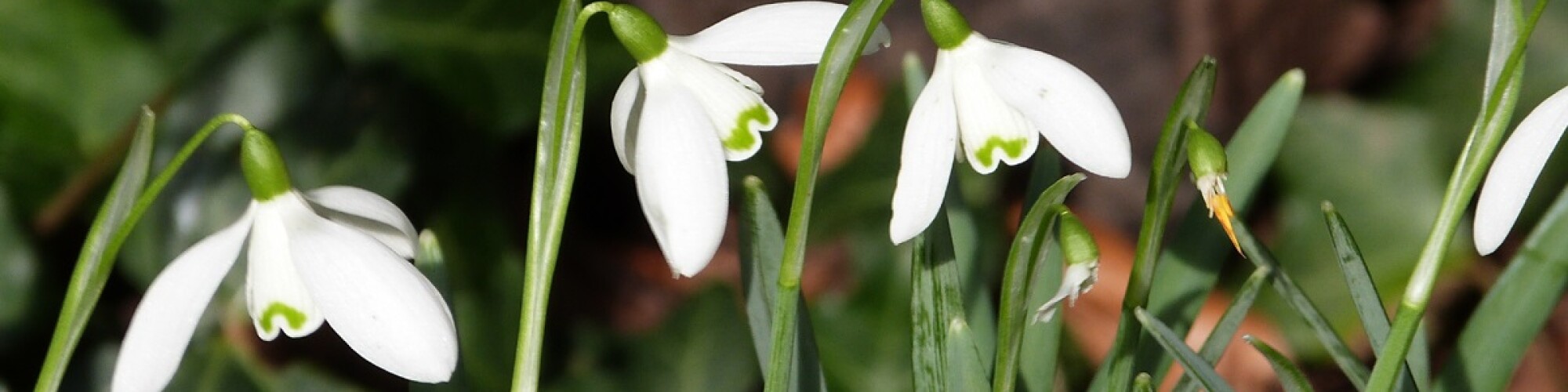 20th Feb snowdrops