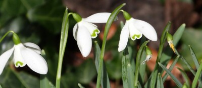 20th Feb snowdrops