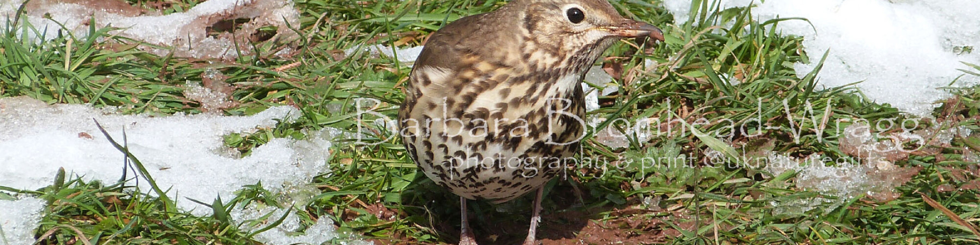 BGBW 21 song thrush image