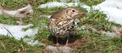 BGBW 21 song thrush image