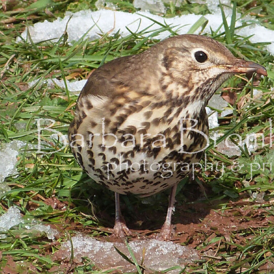 BGBW 21 song thrush image