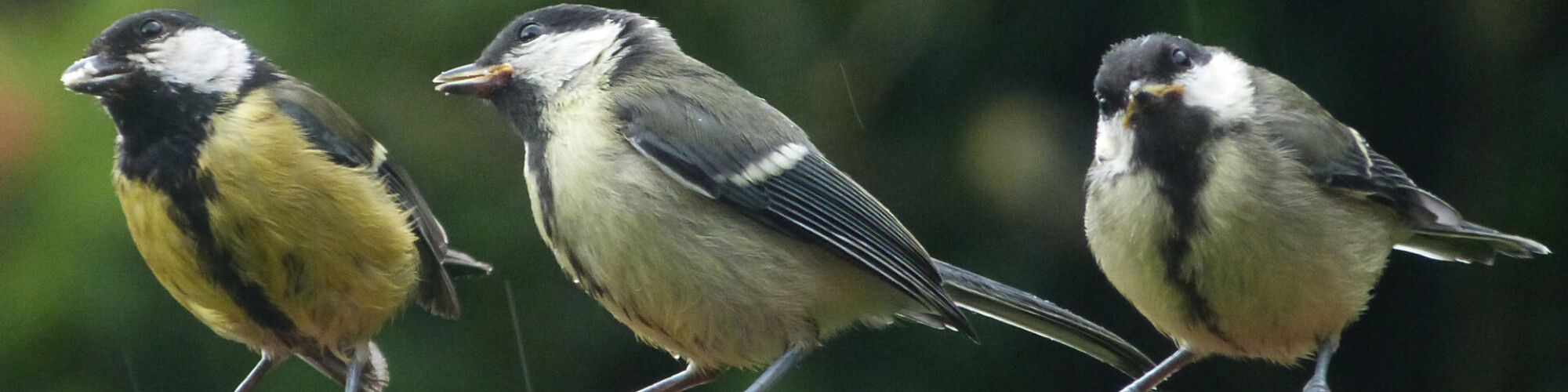 Big Garden birdwatch