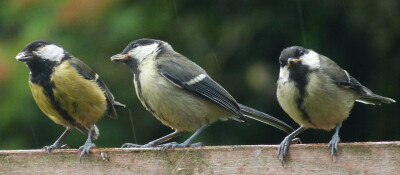 Big Garden birdwatch
