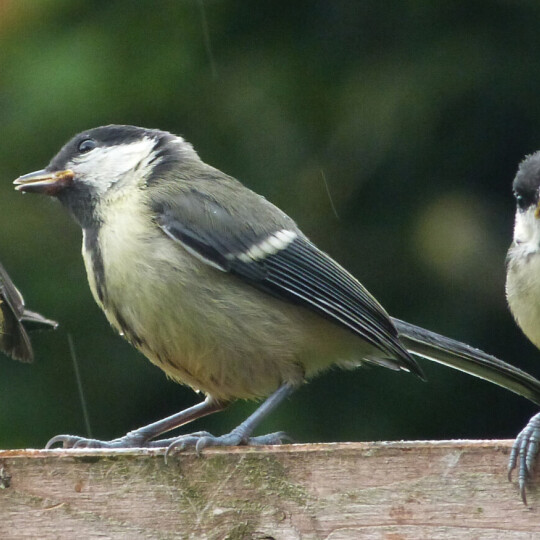 Big Garden birdwatch