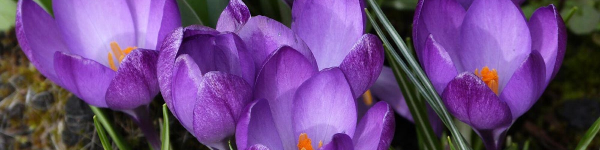 Crocus for news