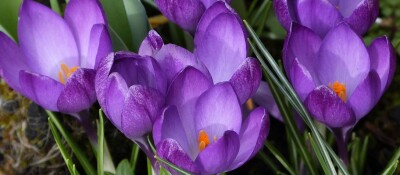 Crocus for news