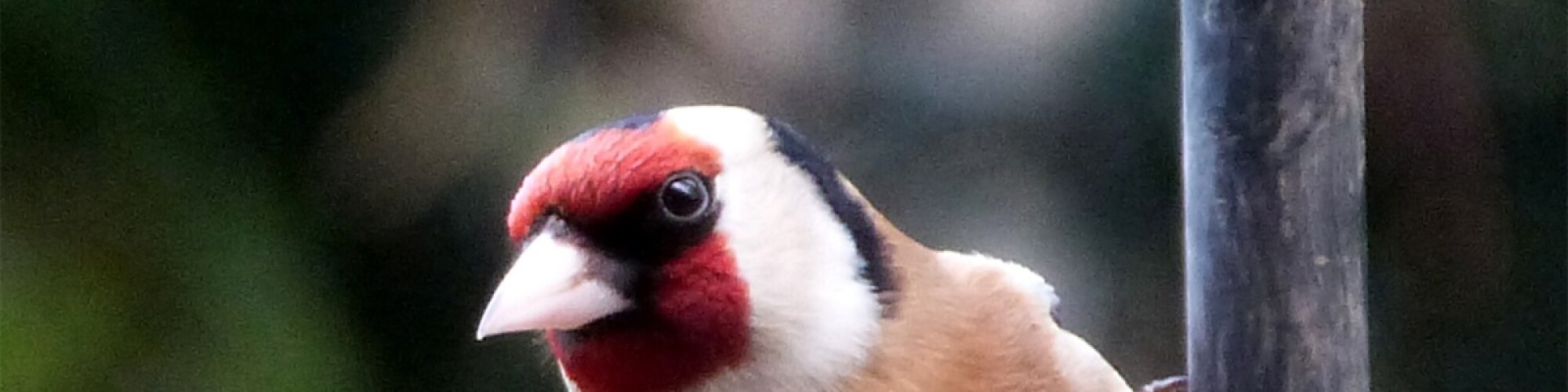 Goldfinch for grumpy post paint