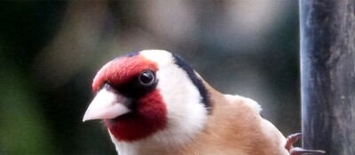 Goldfinch for grumpy post paint