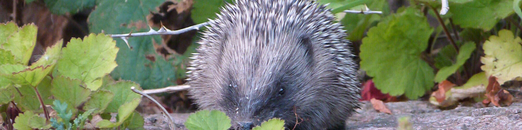 Hedgehog foraging