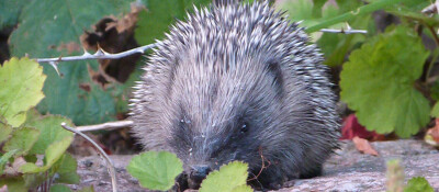 Hedgehog foraging