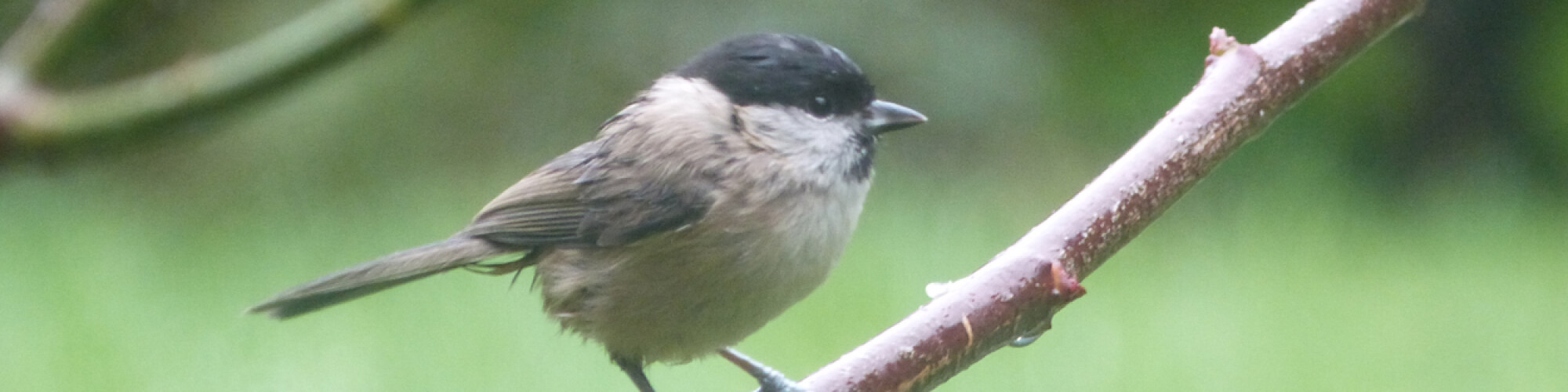 Marsh Tit blog image
